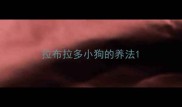拉布拉多小狗的养法