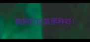 狗狗打疫苗那种好
