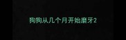 狗狗从几个月开始磨牙