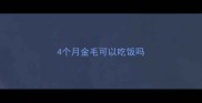 4个月金毛可以吃饭吗