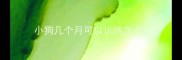 小狗几个月可以训练定点