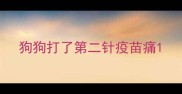 狗狗打了第二针疫苗痛