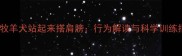 边境牧羊犬站起来搭肩膀行为解读与科学训练指南