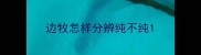 边牧怎样分辨纯不纯