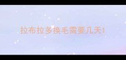 拉布拉多换毛需要几天