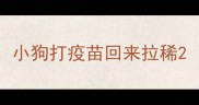 小狗打疫苗回来拉稀