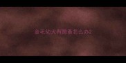 金毛幼犬有跳蚤怎么办