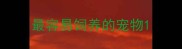 最容易饲养的宠物