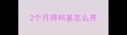 2个月得柯基怎么养