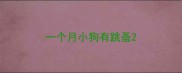 一个月小狗有跳蚤