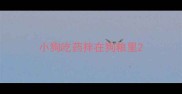 小狗吃药拌在狗粮里