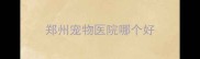 郑州宠物医院哪个好