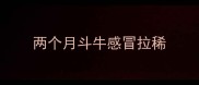 两个月斗牛感冒拉稀