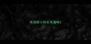 体型娇小的长毛猫咪