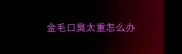 金毛口臭太重怎么办