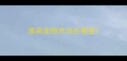 淮南宠物市场在哪里