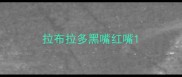 拉布拉多黑嘴红嘴
