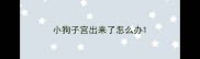 小狗子宫出来了怎么办