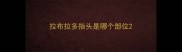 拉布拉多指头是哪个部位