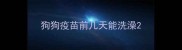 狗狗疫苗前几天能洗澡