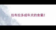 拉布拉多成年犬的食量