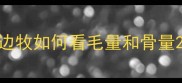 边牧如何看毛量和骨量