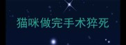 猫咪做完手术猝死