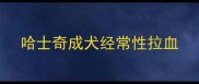 哈士奇成犬经常性拉血