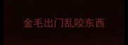 金毛出门乱咬东西