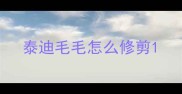 泰迪毛毛怎么修剪