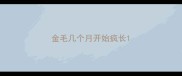 金毛几个月开始疯长