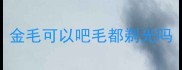金毛可以吧毛都剃光吗