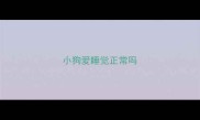 小狗爱睡觉正常吗
