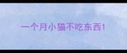 一个月小猫不吃东西