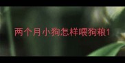两个月小狗怎样喂狗粮