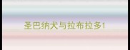 圣巴纳犬与拉布拉多