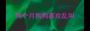 两个月狗狗喜欢乱叫