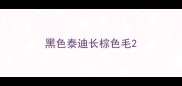 黑色泰迪长棕色毛