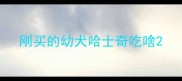 刚买的幼犬哈士奇吃啥