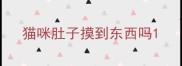 猫咪肚子摸到东西吗