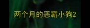 两个月的恶霸小狗