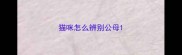 猫咪怎么辨别公母
