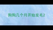 狗狗几个月开始发毛