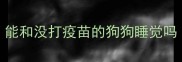 能和没打疫苗的狗狗睡觉吗