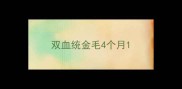 双血统金毛4个月