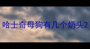 哈士奇母狗有几个奶头