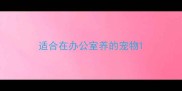 适合在办公室养的宠物