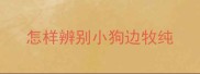 怎样辨别小狗边牧纯