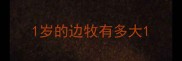 1岁的边牧有多大