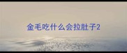 金毛吃什么会拉肚子